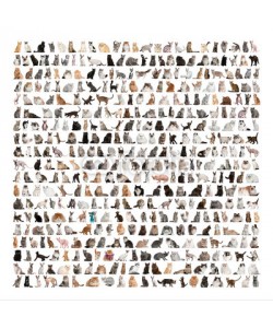 Eric Isselée, Large group of 471 cats breeds in front of a white background