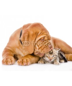 Ermolaev Alexandr, Bordeaux puppy dog kisses bengal kitten. isolated on white