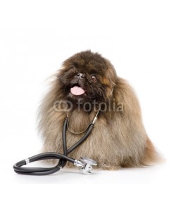 Ermolaev Alexandr, dog with a stethoscope on his neck. isolated on white background