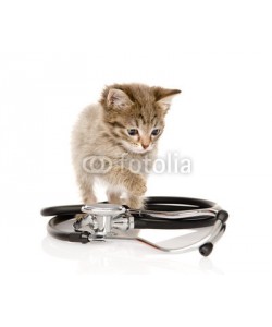 Ermolaev Alexandr, kitten with a stethoscope. isolated on white background