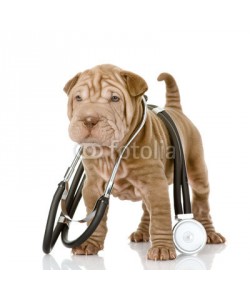 Ermolaev Alexandr, sharpei puppy dog with a stethoscope on his neck. isolated