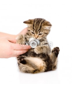 Ermolaev Alexandr, Veterinarian hand examining a scottish kitten. isolated on white