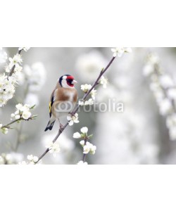 Erni, Goldfinch, Carduelis carduelis