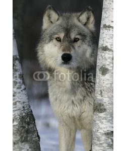 Erni, Grey wolf, Canis lupus