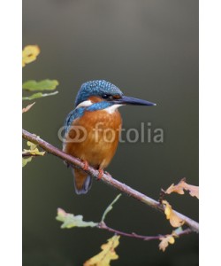 Erni, Kingfisher, Alcedo atthis