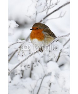 Erni, Robin, Erithacus rubecula