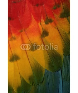 Erni, Scarlet macaw, Ara macao