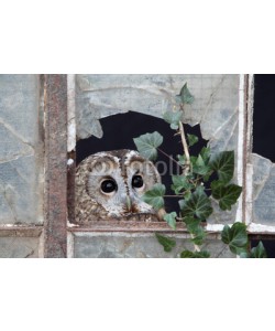 Erni, Tawny owl, Strix aluco
