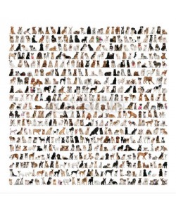 Eric Isselée, Large group of dog breeds in front of a white background