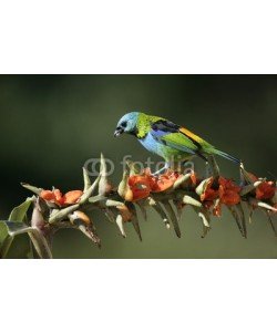 Erni, Green-headed tanager, Tangara seledon