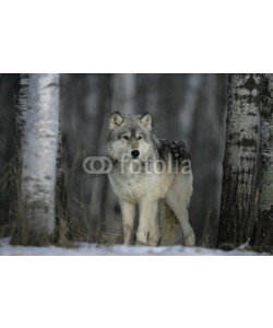 Erni, Grey wolf, Canis lupus