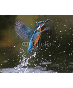 Erni, Kingfisher, Alcedo atthis