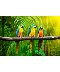 f9photos, Blue-and-Yellow Macaw