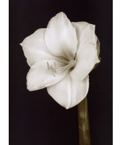 Prades Fabregat, Bora Bora Flower II