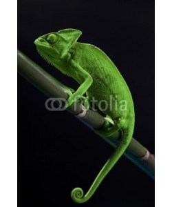 FikMik, Green chameleon on bamboo