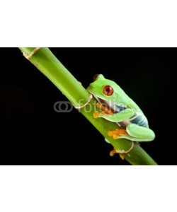 FikMik, green frog on bamboo