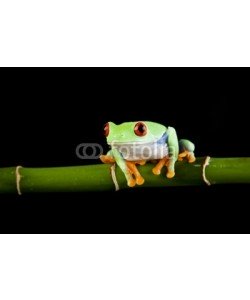 FikMik, Green frog on bamboo