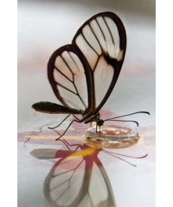 Florian Dürmer, Butterfly Beauties III
