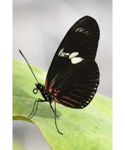 Florian Dürmer, Butterfly Beauties IV