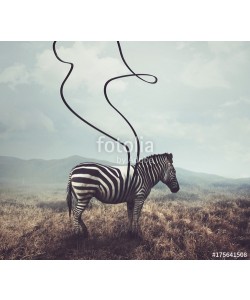 kevron2001, Zebra and stripes