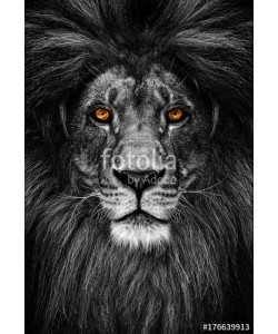 Baranov, Portrait of a Beautiful lion, lion in dark