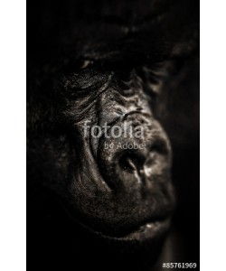 Baranov, Gorilla portrait, Silverback Gorilla