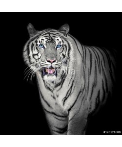 ake, White Tiger