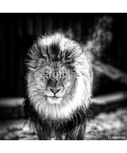 Baranov, Portrait of a Beautiful lion