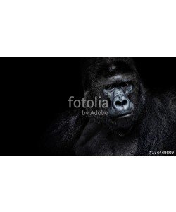 Baranov, Male gorilla on black background, Beautiful Portrait of a Gorilla. severe silverback, anthropoid ape