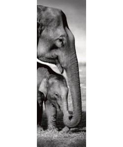 Gavriel Jecan, Indian Elephants