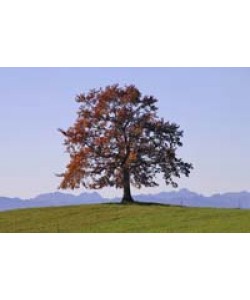 Gerhard Rossmeissl, Der Baum