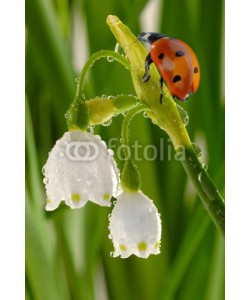 Gerhard Seybert, Marienkäfer auf Knotenblume mit Wassertropfen