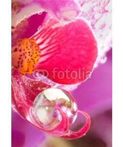 Gerhard Seybert, Orchidee Close-Up mit Wassertropfen