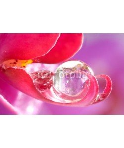 Alu-Dibond-Bild, Gerhard Seybert, Orchidee Close-Up mit Wassertropfen