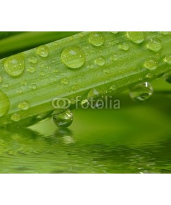 Gerhard Seybert, Wassertropfen auf grÃ¼ner Pflanze mit Sonne und Glitzern