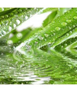 Gerhard Seybert, Wassertropfen auf grÃ¼ner Pflanze mit Sonne und Glitzern