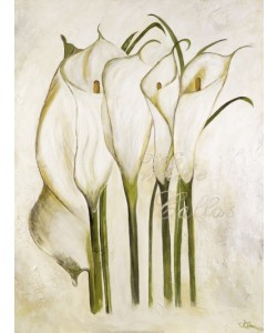 Gerstner Heidi, White Callas