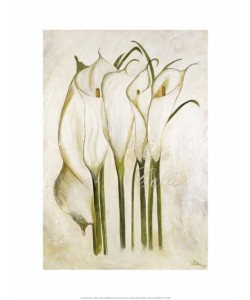 Gerstner Heidi, White Callas