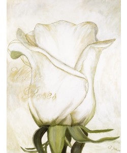 Gerstner Heidi, White Roses I