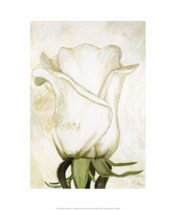 Gerstner Heidi, White Roses I