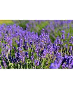 Hady Khandani, 20140708 171533 BEES IN LAVENDER FIELD OLYMPIC PENINSULA USA