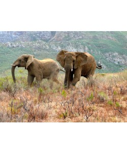Hady Khandani, AFRICAN ELEPHANTS