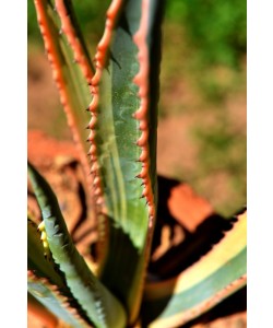 Hady Khandani, ALOE VERA