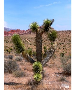 Hady Khandani, ARIZONA DESERT