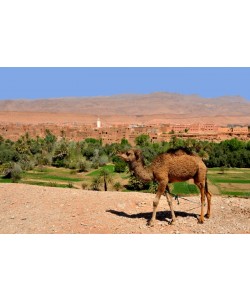 Hady Khandani, BABY DROMEDARY CAMEL IN FRONT OF TINEGHIR - MOROCCO