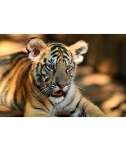 Hady Khandani, BABY TOGER