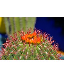 Hady Khandani, BARREL CACTUS