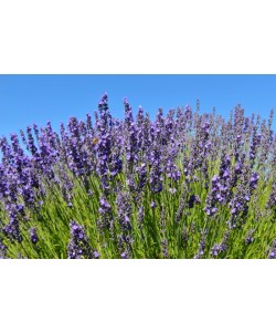 Hady Khandani, BEE AND LAVENDER - OLYMPIC PENINSULA - USA 1
