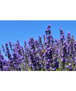 Hady Khandani, BEE AND LAVENDER - OLYMPIC PENINSULA - USA 2