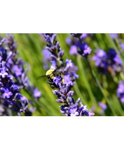 Hady Khandani, BEE AND LAVENDER - OLYMPIC PENINSULA - USA 3